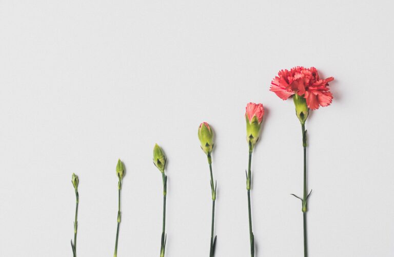 carnations